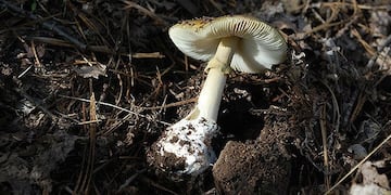 Alertan sobre el consumo de un hongo silvestre altamente peligroso para la salud\u002E