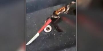 El cangrejo más valiente del mundo se batió a duelo con un chef para evitar ser cocinado\u002E