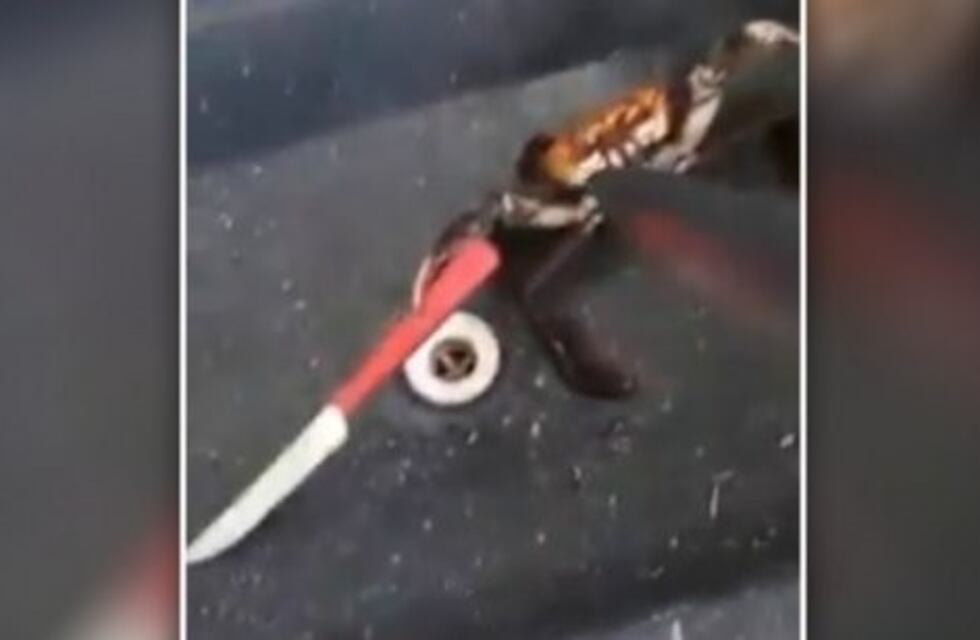 Un cangrejo se batió a duelo con un chef para evitar ser cocinado