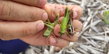 Buscan detectar de manera temprana a las langostas en zonas de sembradíos