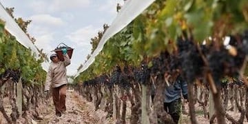 El Gobierno de Mendoza prevé un crédito de mil millones de pesos para incluir en ese fondo y salir a rescatar la vitivinicultura\u002E