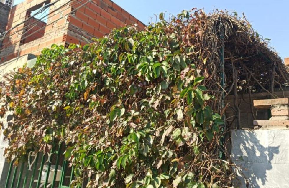 Murió un hombre que cayó en zona sur mientras podaba árboles con una tijera