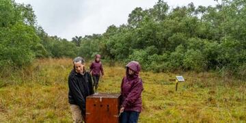Recuperaron dos especies para los Esteros del Iberá\u002E