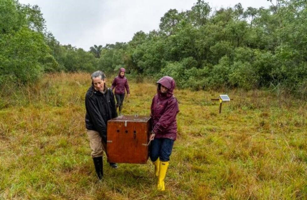 Dos especies fueron reinsertadas en el parque Iberá