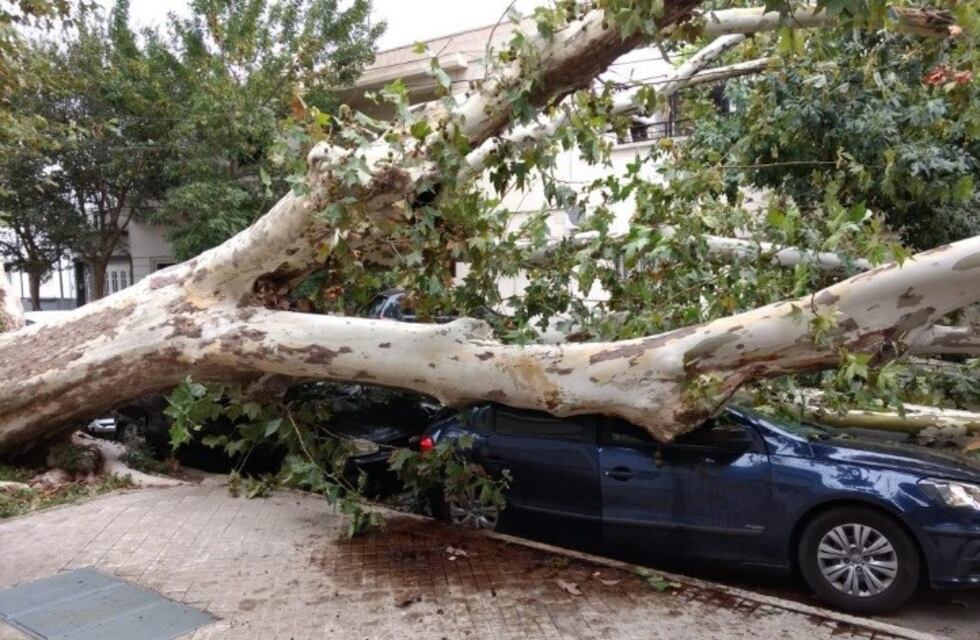 Daños de la tormenta: un árbol destrozó dos autos y cayó mampostería en el centro
