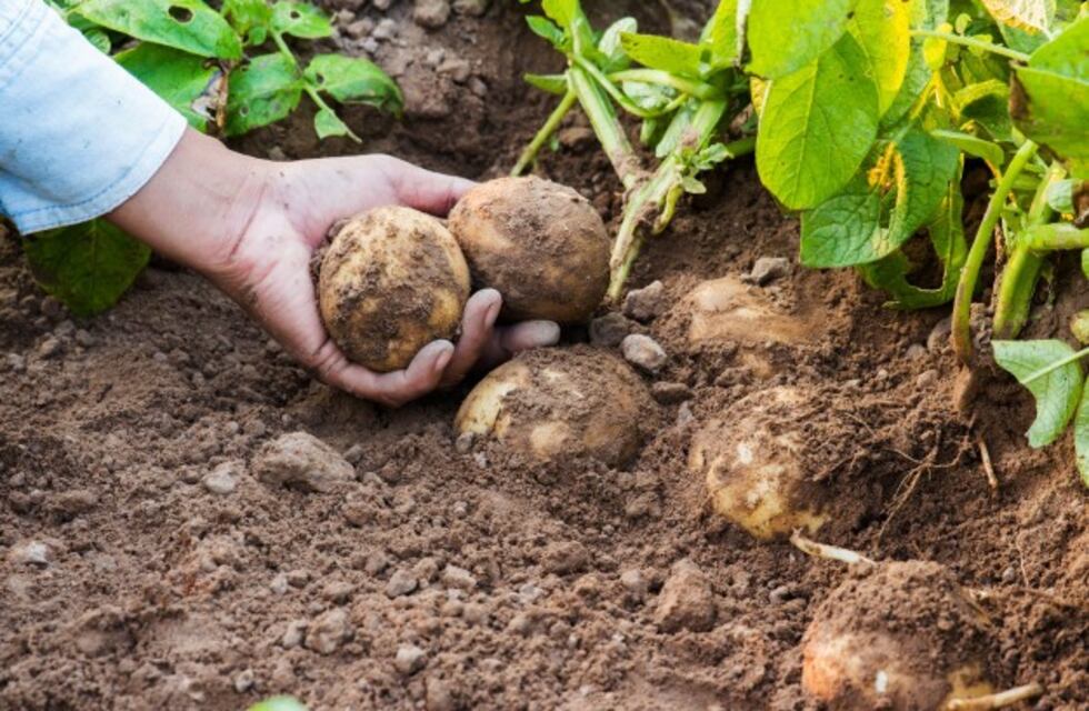 Los tesoros naturales del Nuevo Mundo