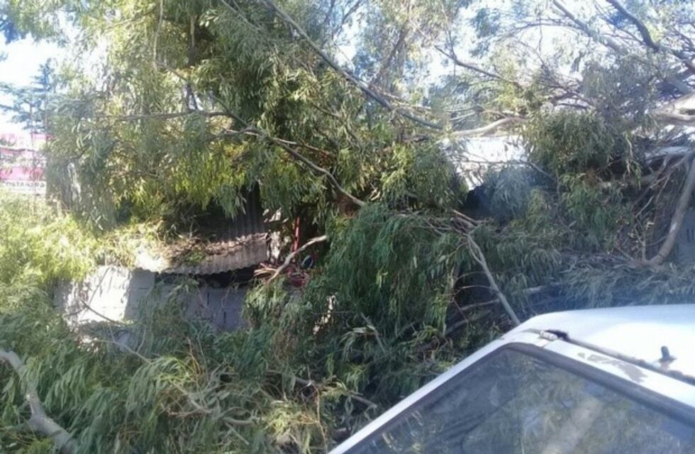 Se cayó un árbol sobre su casa con ella y su bebé adentro