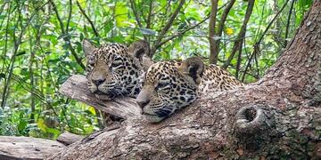 Los yaguaretés nacidos en el Iberá cumplen un año
