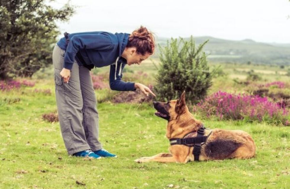 Llega a Carlos Paz un taller gratuito dedicado a los perros