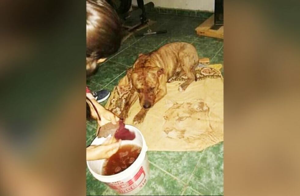 Un pitbull que peleaba con otro perro recibió una paliza de los vecinos