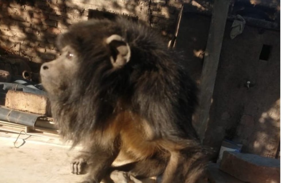 Recuperaron animales exóticos valuados en más de $250.000 en Guaymallén