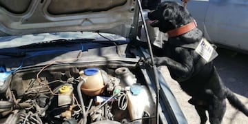 Athos el perro de la Policía de Mendoza entrenado para buscar droga