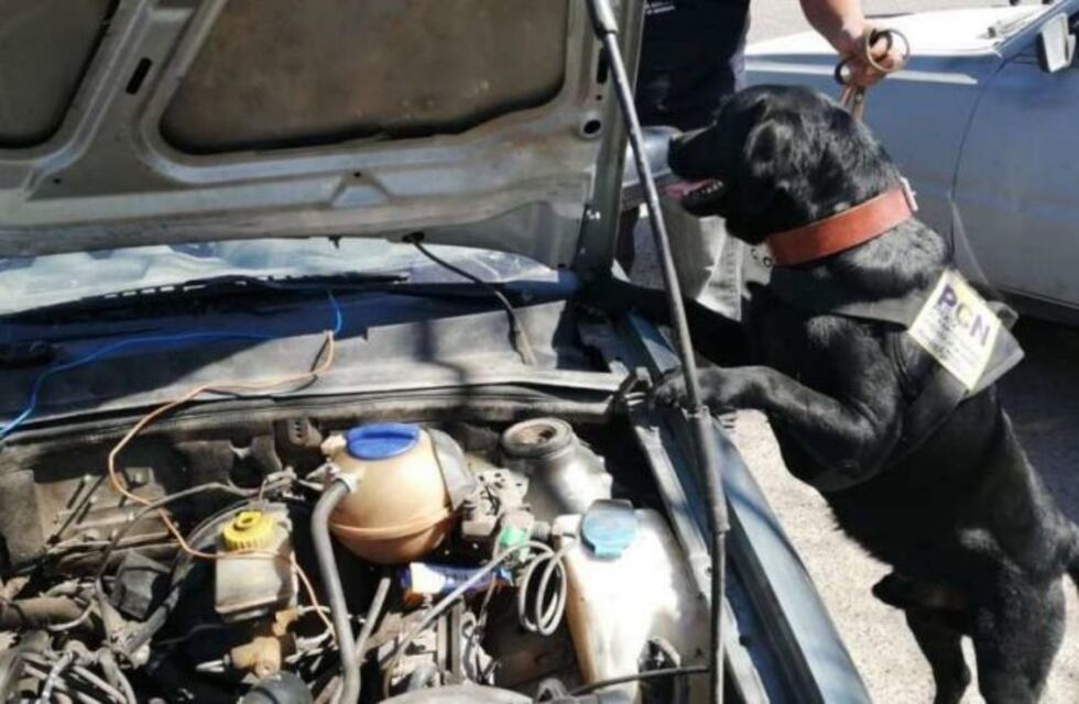 Un perro entrenado descubrió droga oculta entre las partes de un automóvil