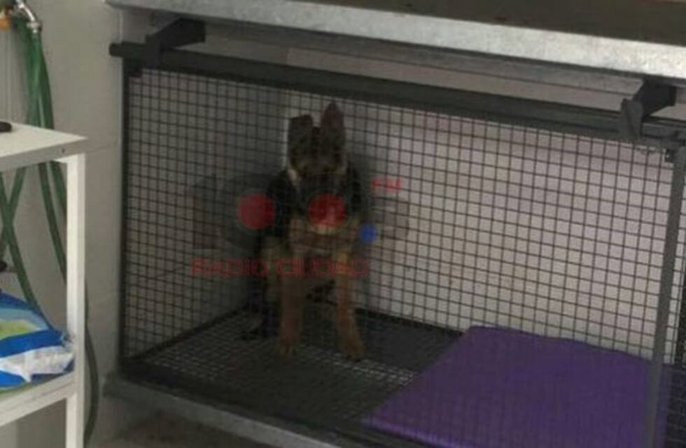 Murió un perro con rabia en un campo de Coronel Moldes