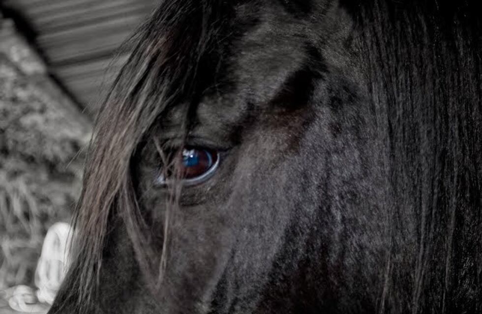 Rescataron a un caballo que fue encontrado agonizando en un baldío