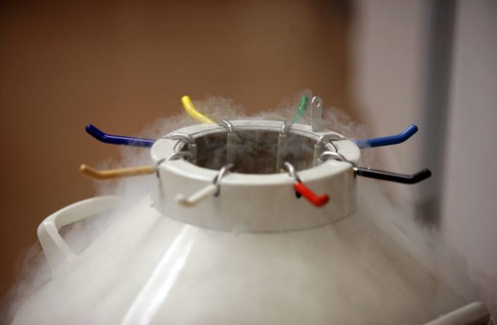 Hospital de Viedma será el primero de la Patagonia en recolectar células madre para trasplantes