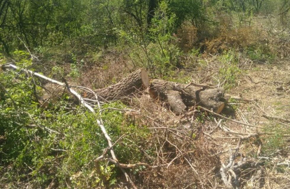 Detectan desmonte ilegal en Villa de María de Río Seco