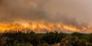 Reforestarán 20 mil hectáreas que fueron arrasadas por el fuego