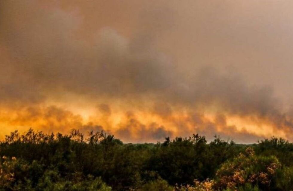 Reforestarán 20 mil hectáreas que fueron arrasadas por el fuego