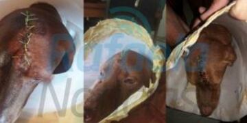 Allanaron la vivienda de la persona acusada de fracturarle el cru00e1neo a un perro con una maza