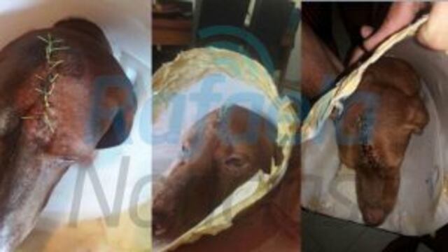 Allanaron la vivienda de la persona acusada de fracturarle el cru00e1neo a un perro con una maza