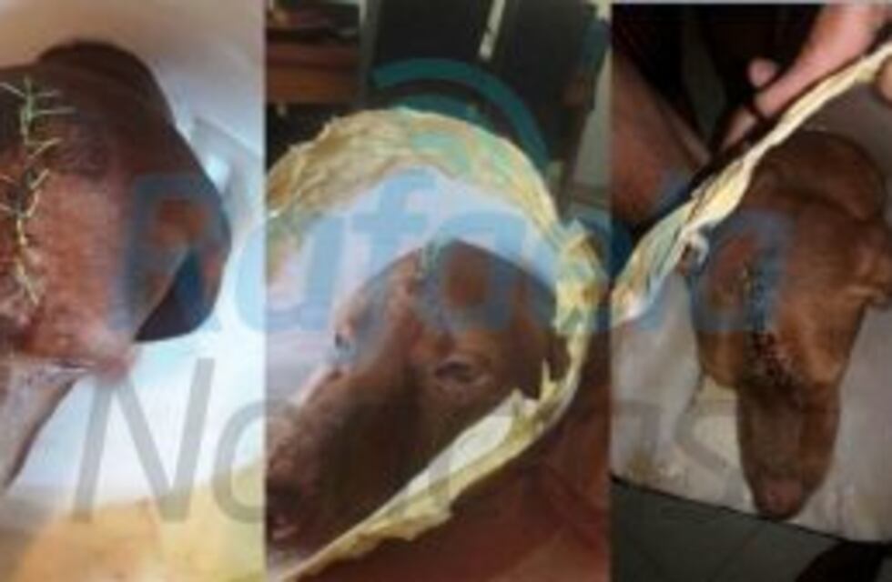 Le fracturó el cráneo a un perro de un mazazo y le allanaron el domicilio