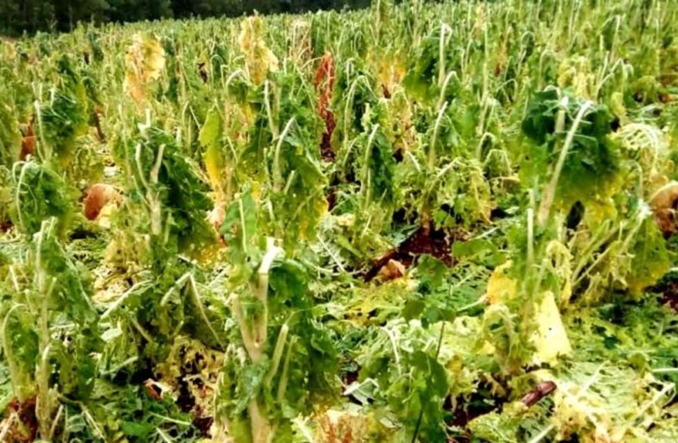 Cincuenta productores de tabaco fueron perjudicados por una granizada