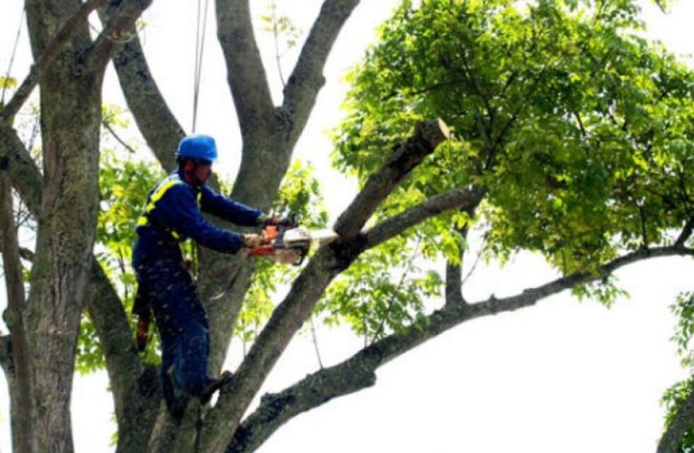 El Municipio de Arroyito realizará recolección de poda de máxima necesidad