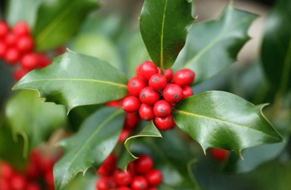 El muérdago y la prosperidad