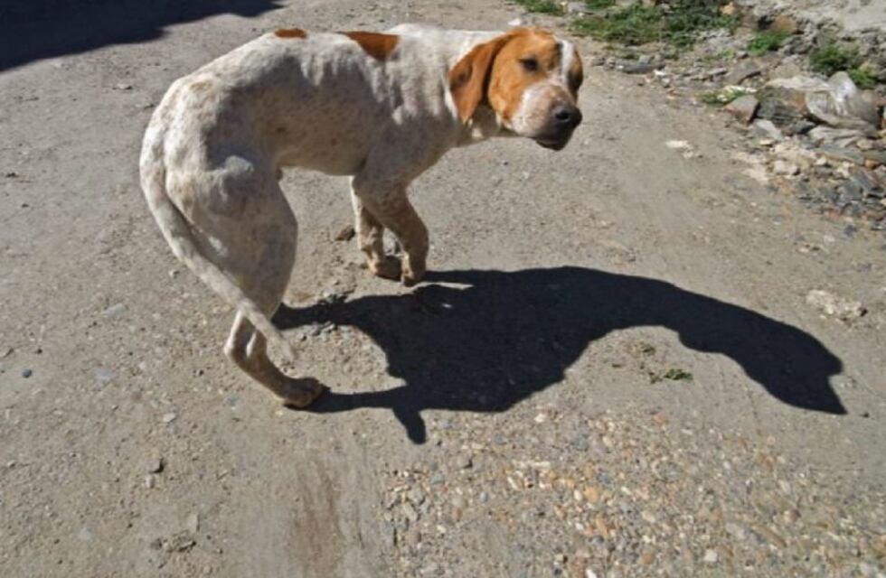 Secuestraron 14 perros en estado de desnutrición