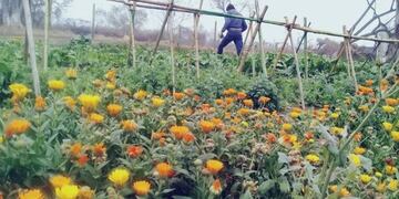 Huerta
