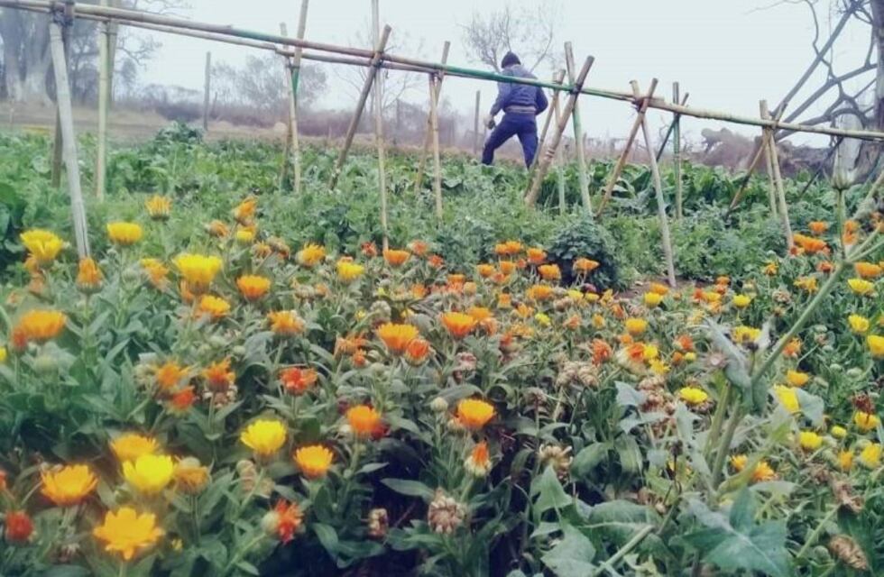 Conversatorio sobre huerta agroecológica urbana