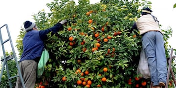 inmigrantes trabajan en el campo en la cosecha de la naranja miles de personas se quedaron sin trabajo desocupacion desocupados SPAIN-ORANGES - Immigrant labourers pick oranges on January 22, 2009 in Seville\u002E The bulk of the bitter oranges are exported to Britain for making marmalade\u002EAFP PHOTO / CRISTINA QUICLER españa inmigrantes trabajan en las plantaciones de naranjas frutas de exportacion suba del desempleo gente sin trabajo crisis economica mundial