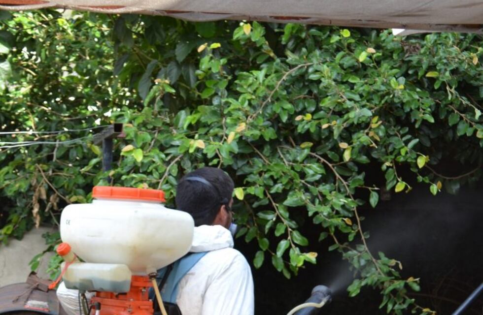 "No nos olvidemos del dengue": solicitan a la comunidad carlospacense