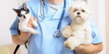 Castración de animales