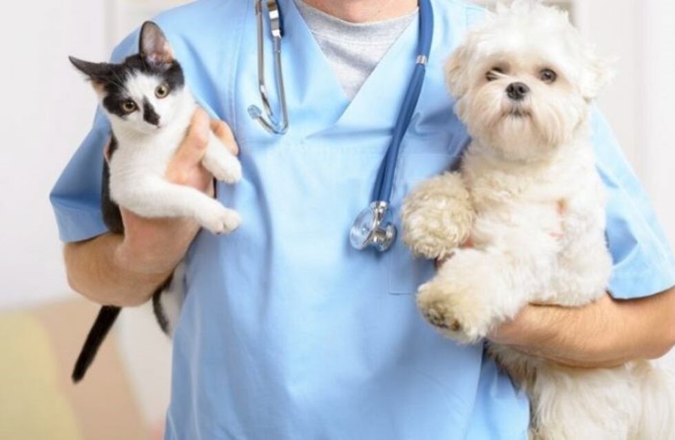 Se implementó el programa de castración de mascotas en protectoras