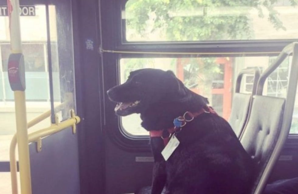 El perro que viaja solo en colectivo (y sabe dónde bajarse)