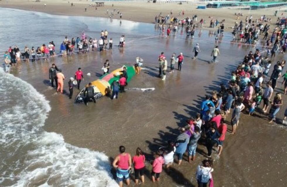 Murió la ballena encallada en Mar del Plata
