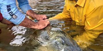 Marcan los peces grandes para estudiar sus comportamientos\u002E