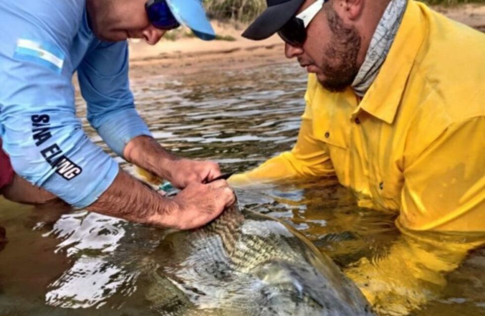 Marcan grandes peces para estudiar su comportamiento