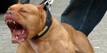 Pitbull