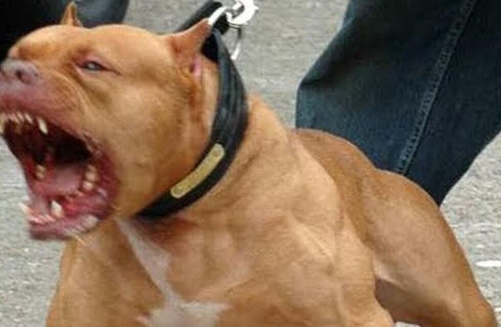 Denuncian que hay perros asesinos en Villa Mercedes