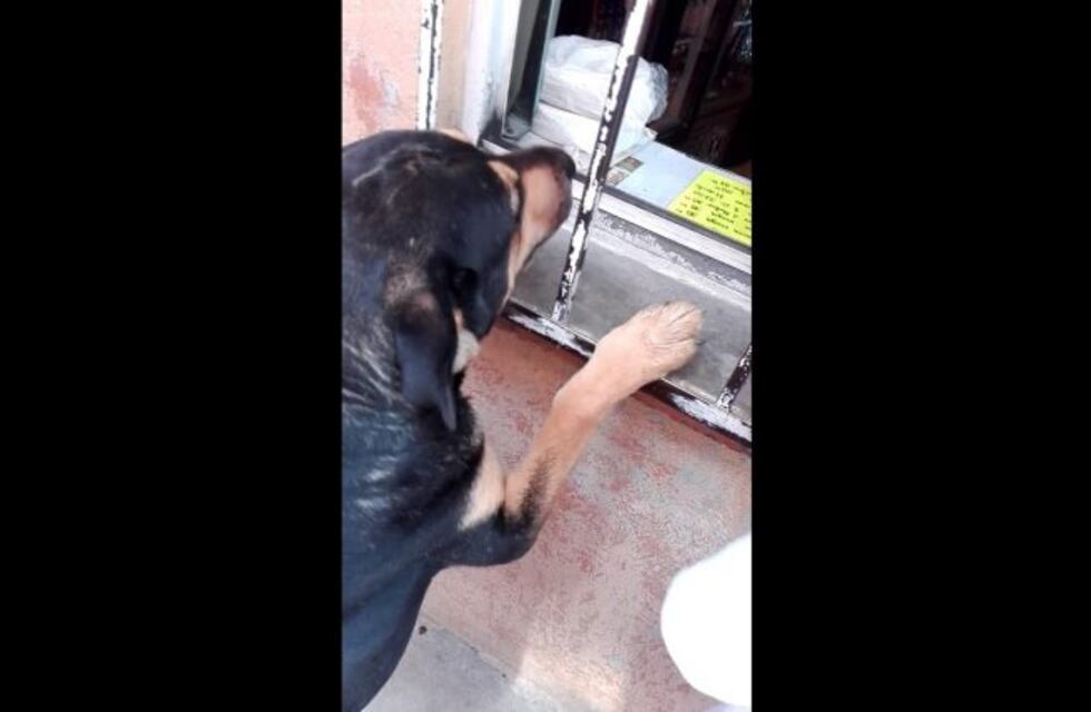 El increíble perro que pide dinero para comprar comida