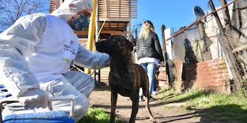 Quienes se contagien coronavirus pueden pedir el hisopado de sus mascotas. (Municipalidad de La Plata)
