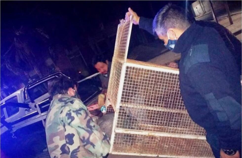 Un jabalí entró en una casa en Valle Viejo