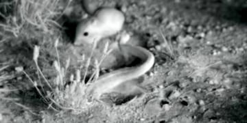 Rata canguro\u002E (LA NACION)