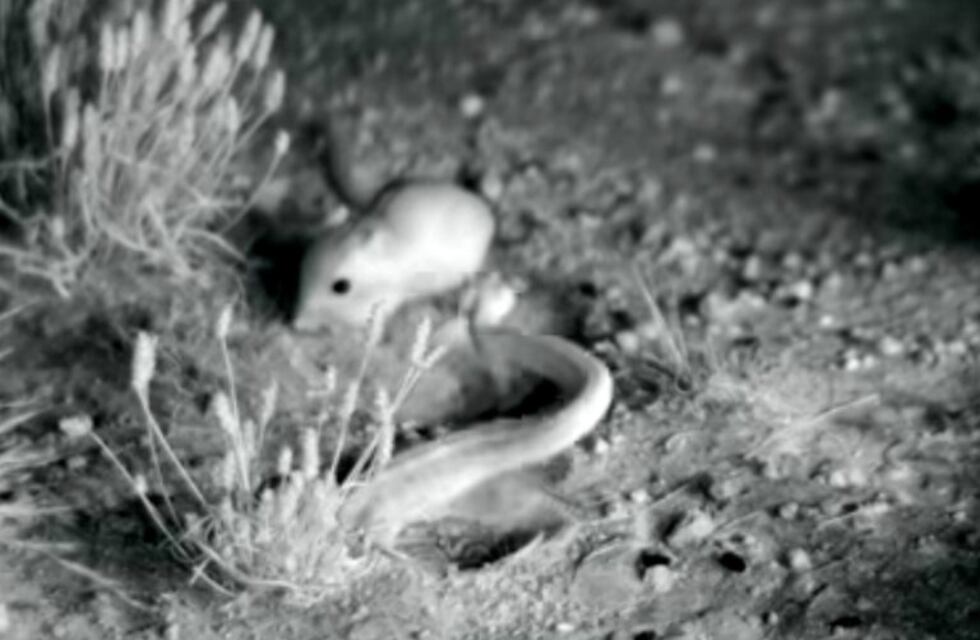 Video: la increíble patada de una rata canguro para librarse de una serpiente