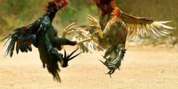 Riña de gallos\u002E (Imagen ilustrativa)