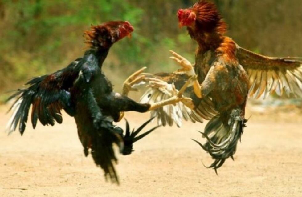 Alderetes: cuatro detenidos tras organizar una riña de gallos