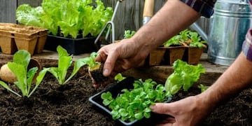 En Córdoba, entregarán más de 45.000 kits de semillas para hacer una huerta en casa.